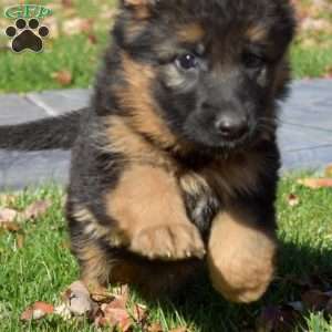 Luna, German Shepherd Puppy