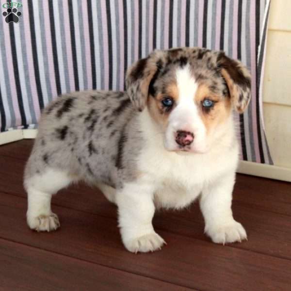 Mac, Welsh Corgi Mix Puppy