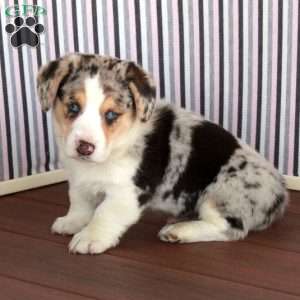 Mac, Welsh Corgi Mix Puppy