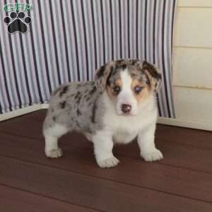 Mac, Welsh Corgi Mix Puppy