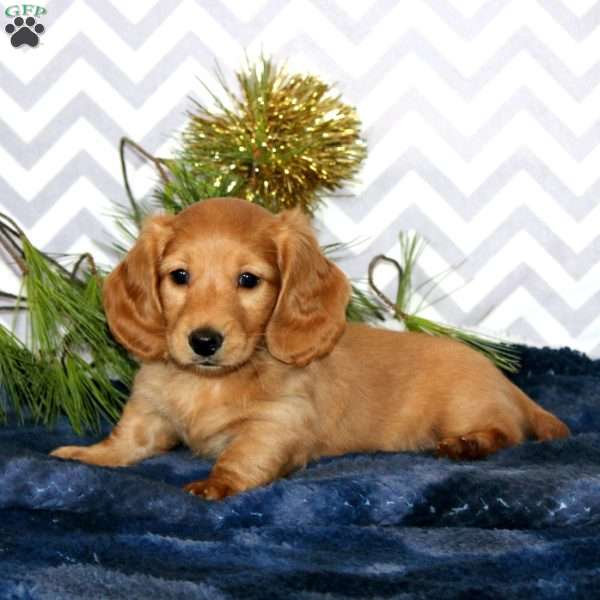 Mac – Mini, Dachshund Puppy