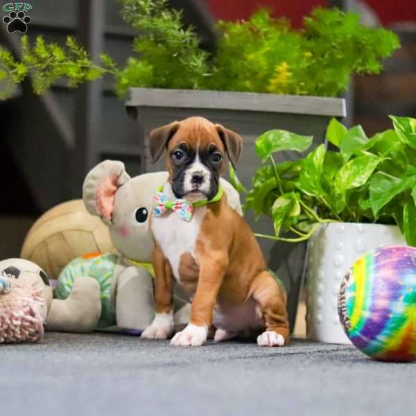 Macky, Boxer Puppy