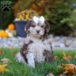 Macy, Newfypoo Puppy