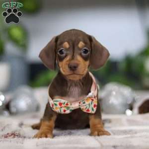 Macy, Dachshund Puppy