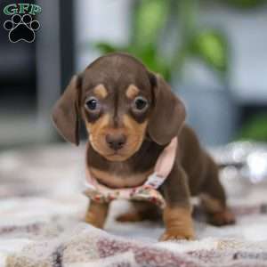 Macy, Dachshund Puppy