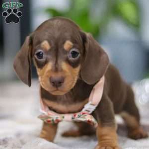 Macy, Dachshund Puppy