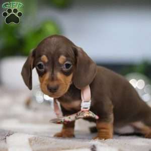Macy, Dachshund Puppy