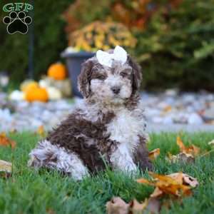 Macy, Newfypoo Puppy