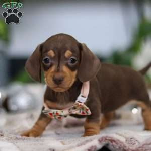 Macy, Dachshund Puppy
