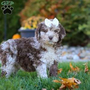 Macy, Newfypoo Puppy