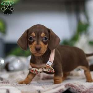 Macy, Dachshund Puppy