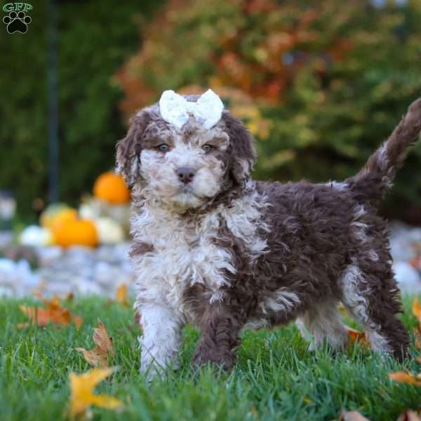 Macy, Newfypoo Puppy