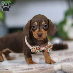 Macy, Dachshund Puppy