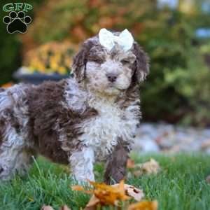 Macy, Newfypoo Puppy