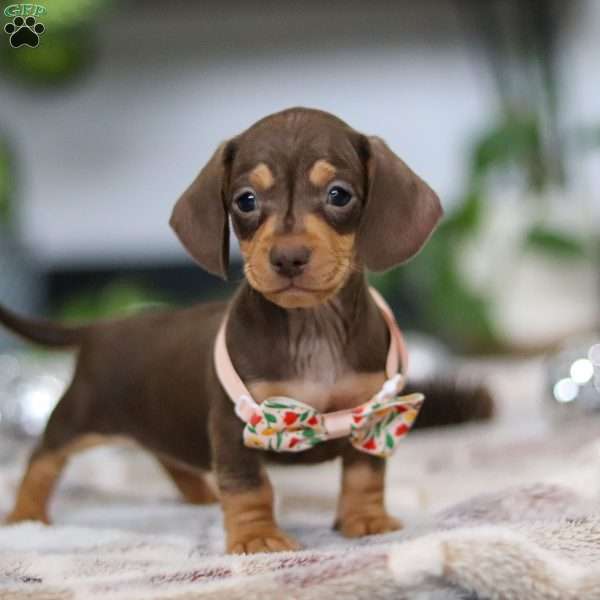 Macy, Dachshund Puppy