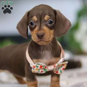 Macy, Dachshund Puppy