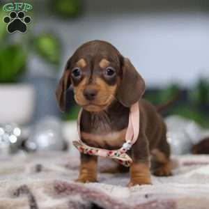 Macy, Dachshund Puppy