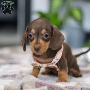 Macy, Dachshund Puppy