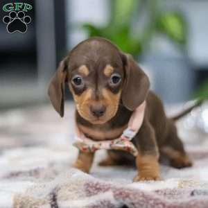 Macy, Dachshund Puppy