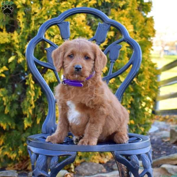 Macy, Labradoodle Puppy