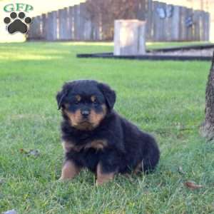 Macy, Rottweiler Puppy