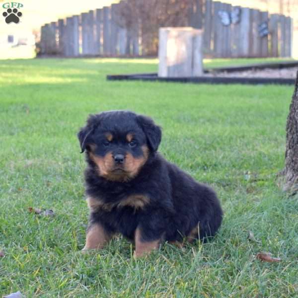 Macy, Rottweiler Puppy