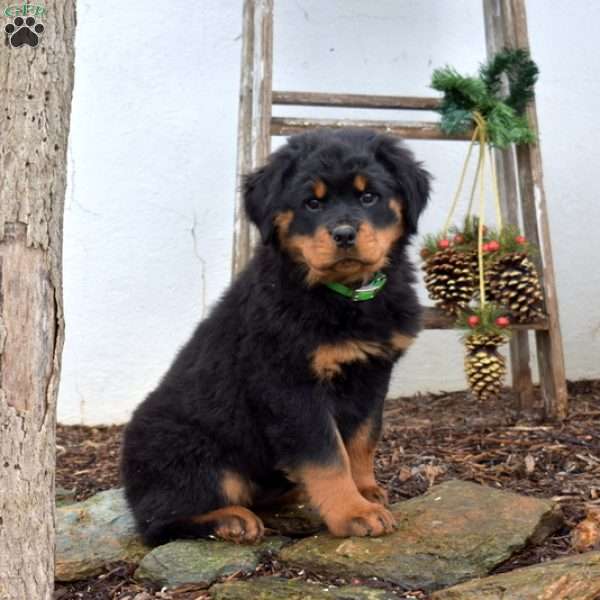 Macy, Rottweiler Puppy