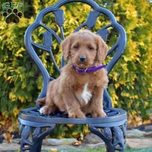 Macy, Labradoodle Puppy