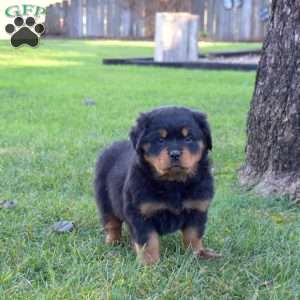 Macy, Rottweiler Puppy