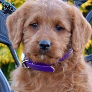 Macy, Labradoodle Puppy