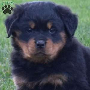 Macy, Rottweiler Puppy