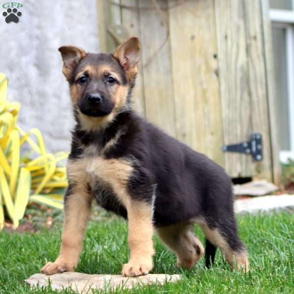 Macy, German Shepherd Puppy