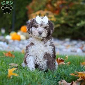 Macy, Newfypoo Puppy