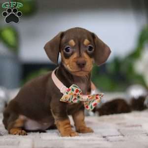 Macy, Dachshund Puppy