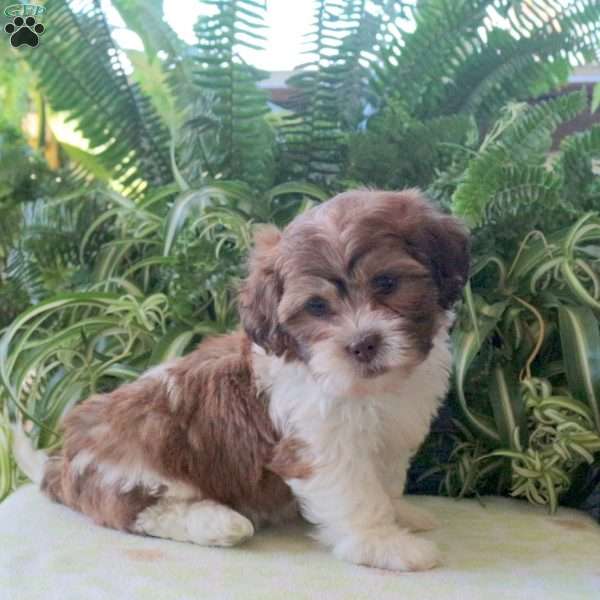 Maddison, Teddy Bear Puppy