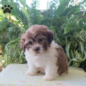 Maddison, Teddy Bear Puppy