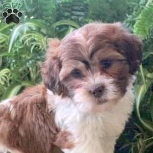 Maddison, Teddy Bear Puppy