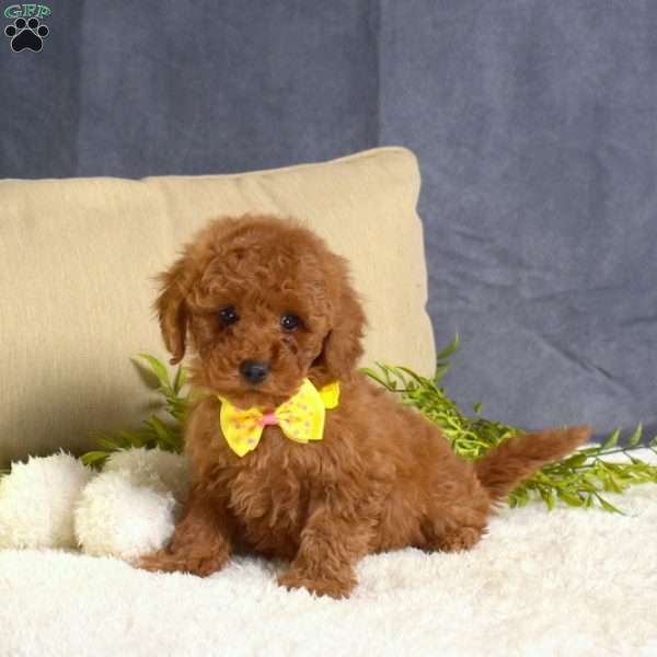 Madison, Toy Poodle Puppy