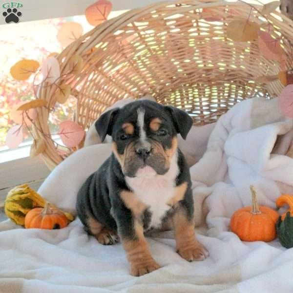 Maggie, EngAm Bulldog Puppy