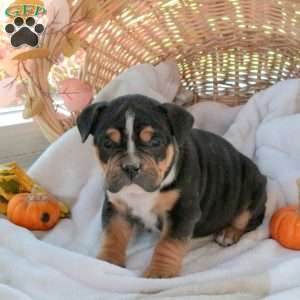 Maggie, EngAm Bulldog Puppy