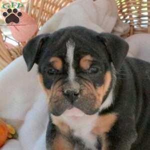Maggie, EngAm Bulldog Puppy