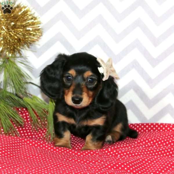 Maizy – Mini, Dachshund Puppy