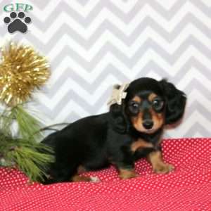 Maizy – Mini, Dachshund Puppy