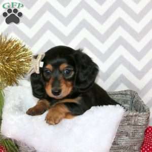 Maizy – Mini, Dachshund Puppy