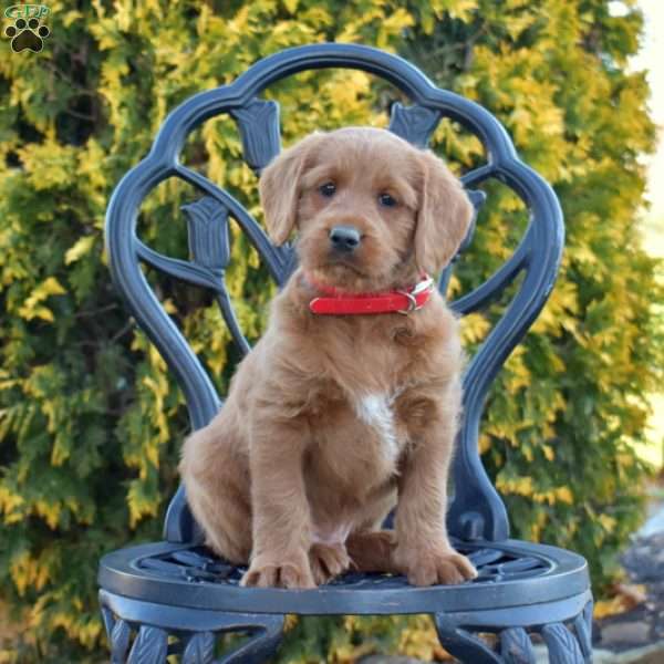 Major, Labradoodle Puppy
