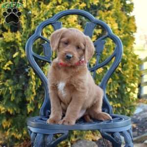 Major, Labradoodle Puppy