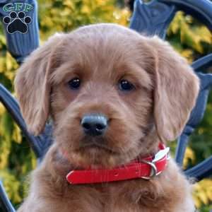 Major, Labradoodle Puppy