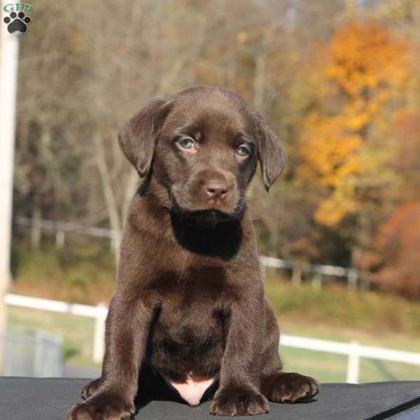 Marley, Chocolate Labrador Retriever Puppy