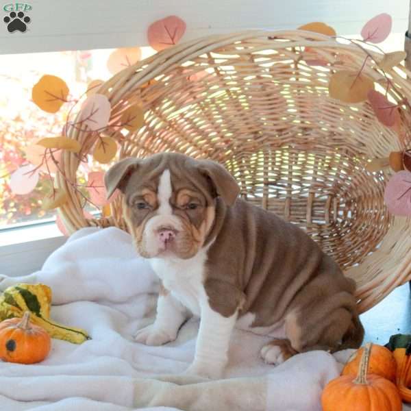 Mandy, EngAm Bulldog Puppy
