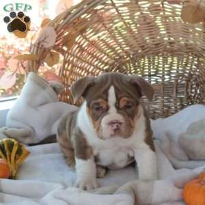 Mandy, EngAm Bulldog Puppy